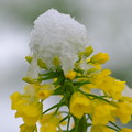 雪と菜の花