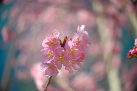 区役所裏の河津桜
