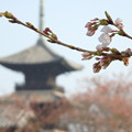 Photos: 春の風景1