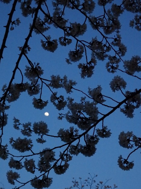 月夜の桜1