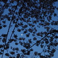 月夜の桜2