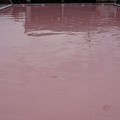 ピンクのプール