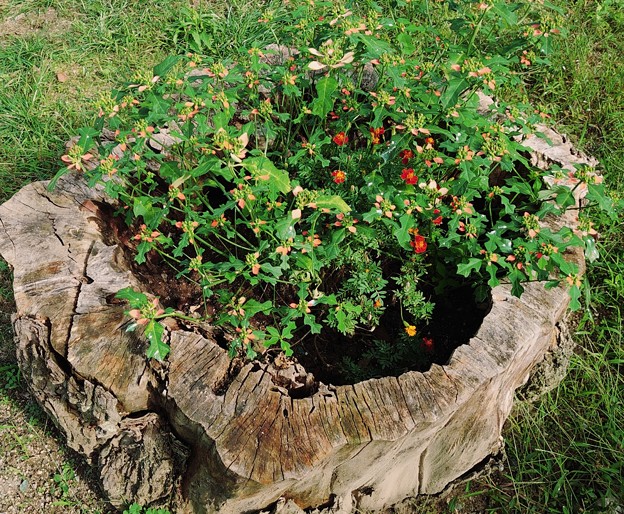Photos: 年月を刻んだ植木鉢