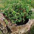 年月を刻んだ植木鉢