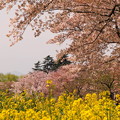 rs-170416_SH12_菜の花と桜(昭和記念公園) (1)