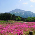 Photos: rs-180429_11_芝桜と武甲山・S18200・α60(羊山公園) (5)