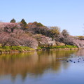 190402_11M_スローで桜を・S18299(三つ池) (34)