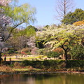 190402_11M_スローで桜を・S18299(三つ池) (35)