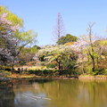 190402_11M_スローで桜を・S18299(三つ池) (36)