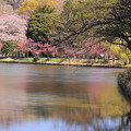 190402_11M_スローで桜を・S18299(三つ池) (45)