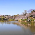 190402_11M_スローで桜を・S18299(三つ池) (59)
