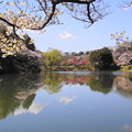 190402_11M_スローで桜を・S18299(三つ池) (107)
