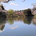 190402_11M_スローで桜を・S18299(三つ池) (110)
