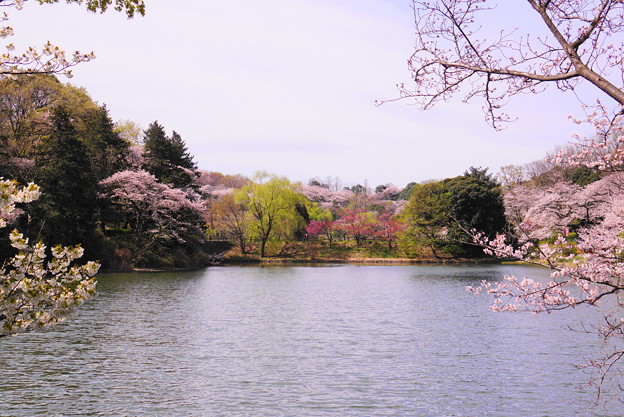 Photos: 190405_21M_名所の桜・S18200(三つ池) (4)