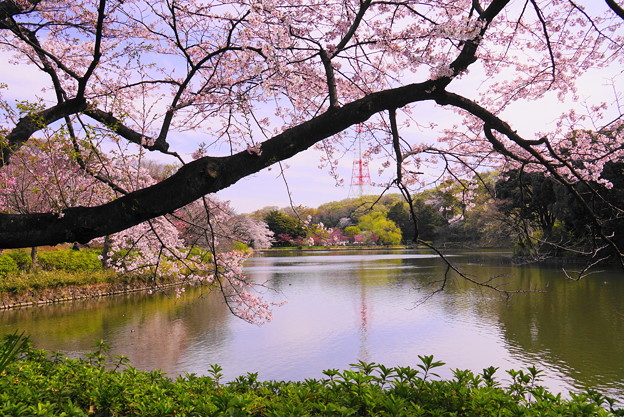 190405_21M_名所の桜・S18200(三つ池) (16)