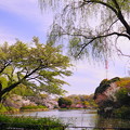 Photos: 190405_21M_名所の桜・S18200(三つ池) (21)