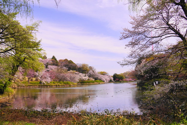 190405_21M_名所の桜・S18200(三つ池) (22)