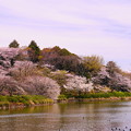 Photos: 190405_21M_名所の桜・S18200(三つ池) (23)