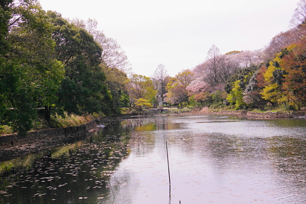 190405_21M_名所の桜・S18200(三つ池) (25)