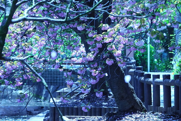 200414_11F_八重桜と桜吹雪・RX10M3(二ｹ領用水) (2)