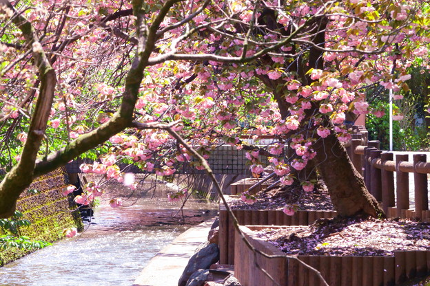 200414_11F_八重桜と桜吹雪・RX10M3(二ｹ領用水) (4-A1)