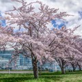 Photos: はこだて未来大学と満開の桜