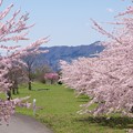 Photos: はこだて未来大学の満開の桜