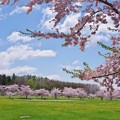 Photos: はこだて未来大学の満開の桜