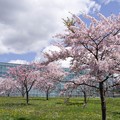 Photos: はこだて未来大学と満開の桜