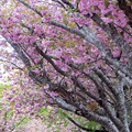 Photos: 石崎地主海神社の八重桜