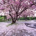 Photos: 石崎地主海神社の八重桜