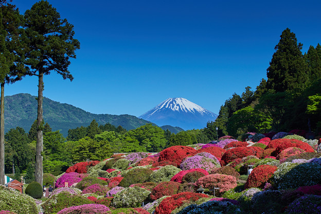 庭園に咲く色とりどりのツツジと富士山