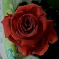 Photos: 真紅の薔薇