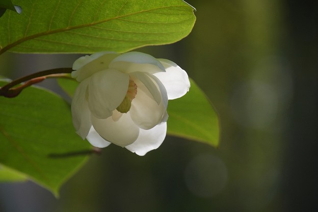 Photos: 白い花