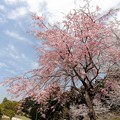 Photos: 枝垂桜 a