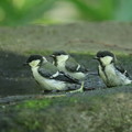 180604-10三羽のシジュウカラの幼鳥