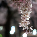 夜のしだれ桜 満開 1