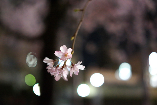 夜のしだれ桜 満開 2