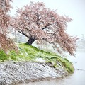 Photos: 元荒川堤の桜