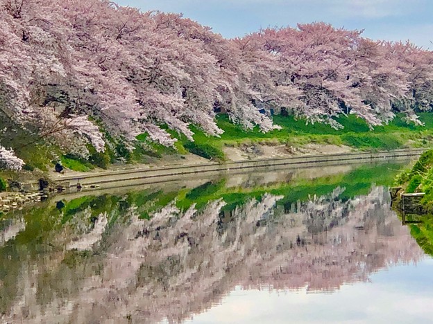 Photos: 元荒川堤の桜