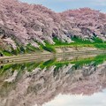 元荒川堤の桜