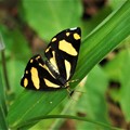 Photos: 蝶のような蛾、キンモンガ。