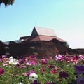 Photos: チェンマイ城壁の花