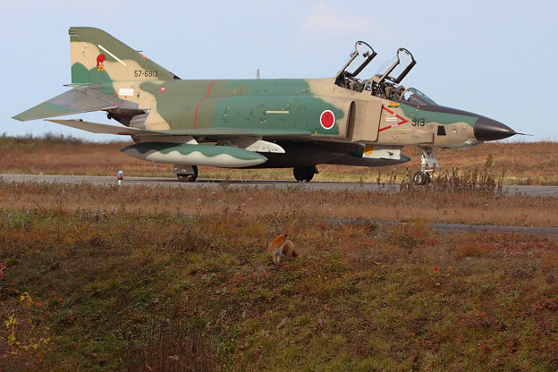 RF-4E 57-6913とキタキツネ 2010.10