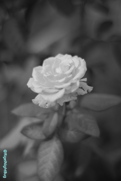Photos: 白いバラ