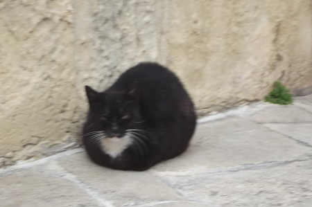 マルタのネコ0207