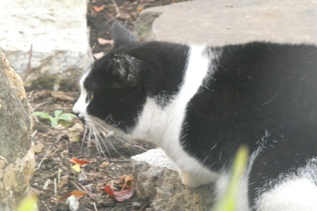 見知らぬ白黒猫1206