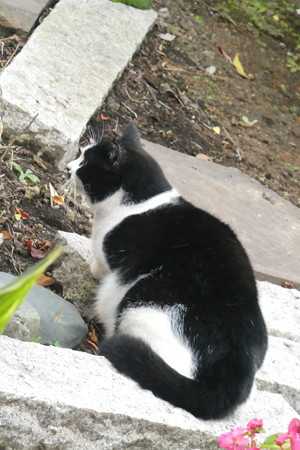 見知らぬ白黒猫1209