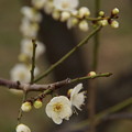 Photos: 立春の候