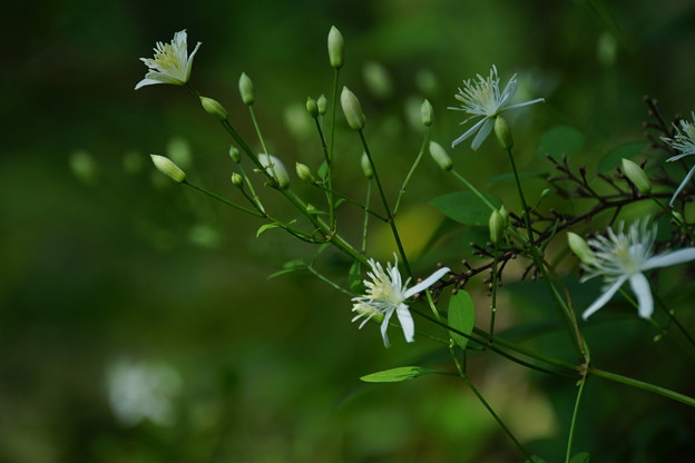 Photos: 木陰の小さい花